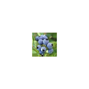 sell Bilberry Extract(China & European)