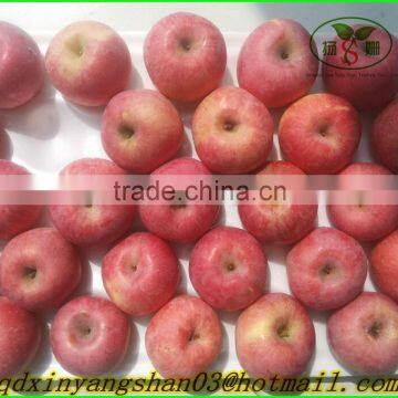 Chinese Red Fuji Apple/Apple Fresh photo-2