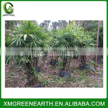 Rhapis excelsa palms height 1.5m(1)