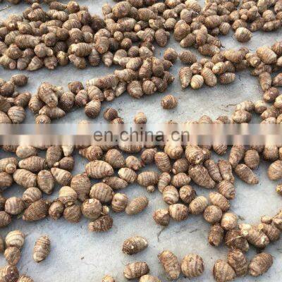 2020 Hot Sale Fresh Vegetable Fresh Taro photo-2