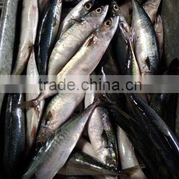 400-600G Frozen Pacific Mackerel Scomber Japonicus