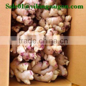 2016 _ FRESH VIET NAM GINGER _ HIGH QUALITY _ GOOD QUALITY