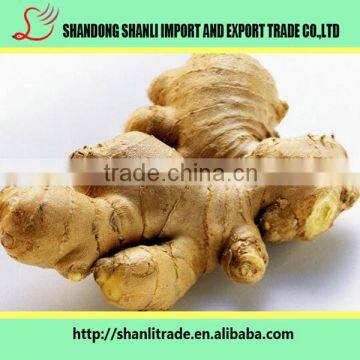 fresh organic ginger/ginger wholesale price/low price fresh ginger from Anqiu