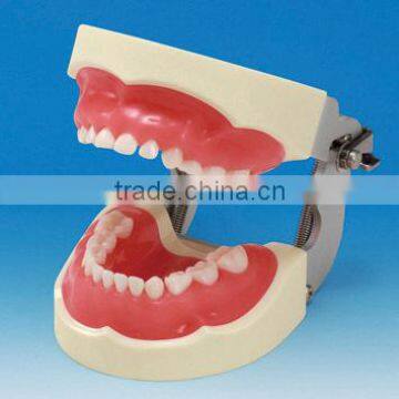 Dental teeth orthodontic model/education model/study model