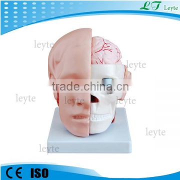 XC-318B plastic medical human Brain model