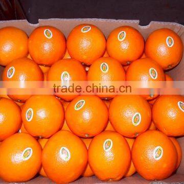 Supply fresh orange with good quality for sale