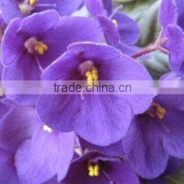 High Quality African violet Fragrances For Incense Sticks