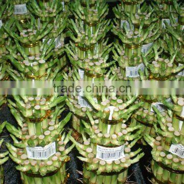 3 Layered Tower Lucky Bamboo Air Bonsai Tree Dracaena Sanderiana Indoor Ornamental Aquatic Water Plants