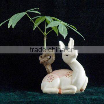 Decorative Pachira Ornamental Plants