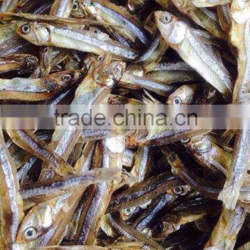 GOOD QUALITY SPRATS/ANCHOVY SILVER LINE EXPORT(Email: katherine.vilaconic@gmail.com , Viber, Whatsapp: +841687264621)