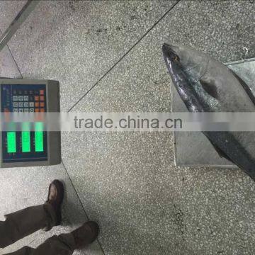 China Manufacture Frozen Yellow Tail Scad Fillet Frozen Fish Fillet New Arrival photo-5