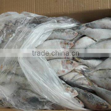 FROZEN SARDINE WHOLE ROUND