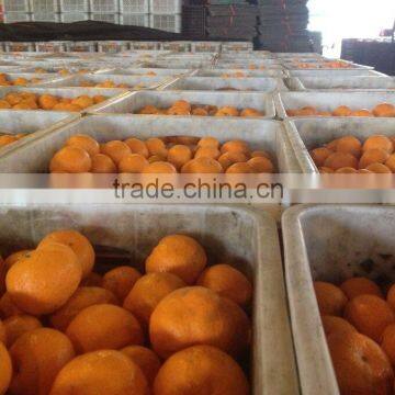 Chinese Nanfeng Baby Mandarin