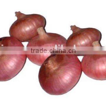 Red Onions Packing Small Size Red Onion photo-3