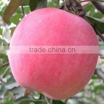 Yantai Fresh Fuji Red Apples