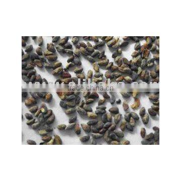Vocanga Africana Seeds