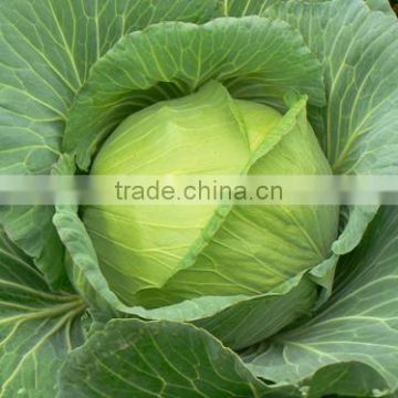 HC39 Lilun Oblateness dark green F1 hybrid cabbage seeds