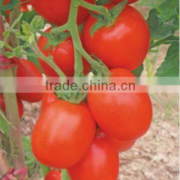 Small Red Oval Tomato Seed FST 063