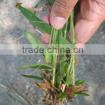 PP NON-WOVEN FABRIC FOR HORTICULTURE 15-135 GSM