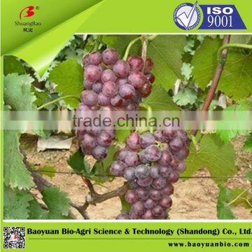 Clear Solution Liquid NPK Fertilizer 500g/L photo-4