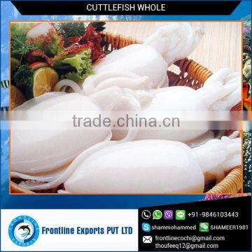 Fresh Frozen Whole Clean Baby Cuttlefish Supplier with Best Quality