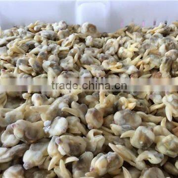 Frozen Yellow Clam Meat photo-2