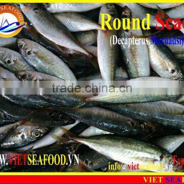 FROZEN MARUADSI WHOLE ROUND (ROUND SCAD) photo-2