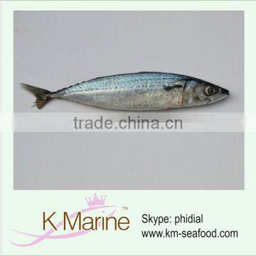 Types of seafood good quality mackerel wr