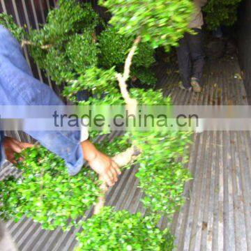 Carmona Microphylla bosnai trees loading into container