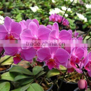 Phalaenopsis Orchid Plants flowers bloom & no flowers (CM)