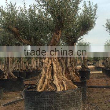 Ancient Olive Tree - Olea Europaea