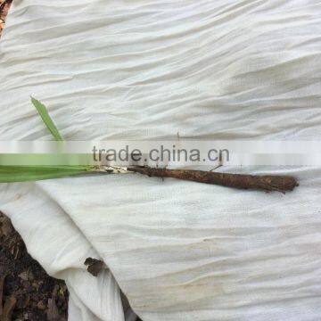 Bulk Quantity In Rhizoma Curculiginis