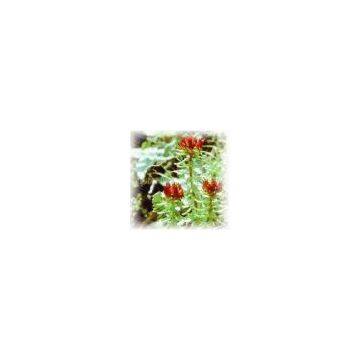 Rhodiola Rosea Extract Powder