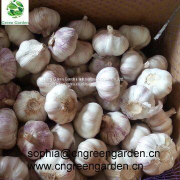 Chinese fresh garlic normal white garlic pure white garlic dry garlic