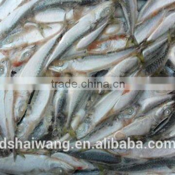 Frozen Seafood pacific macekerel Fish To Supply with size - 80g / pcs