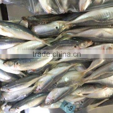 crude trachurus japonicus 7 -9 pcs / kg