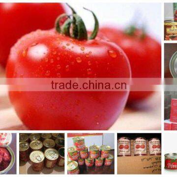 fresh tomato ketchup 198g