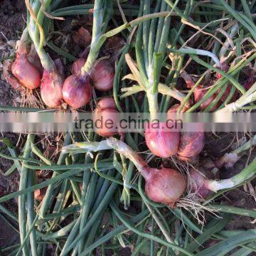 2015 100% Fresh Shallot Onion in China photo-6