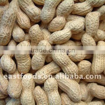 peanuts in shell