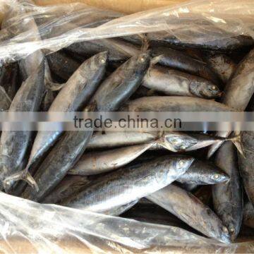 Fishing 6-8pcs/kg Fresh Boat Frozen Bonito photo-5