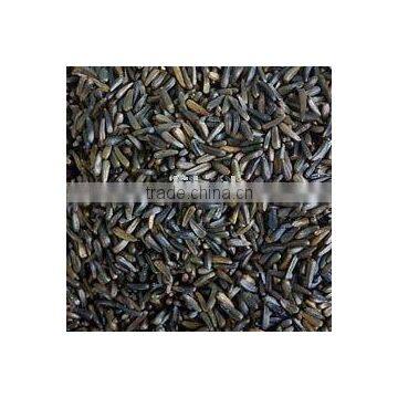 Oil seed Niger seed