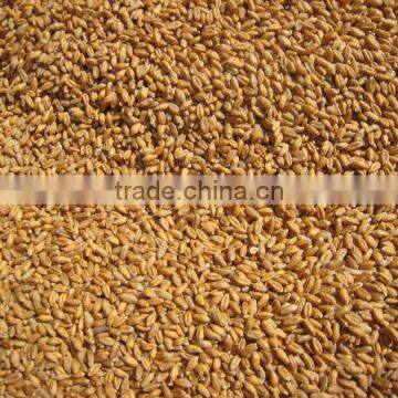 Indian Milling Wheat