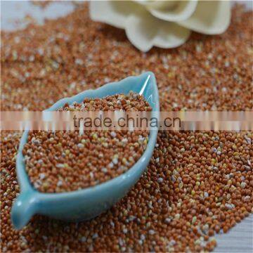 Red Millet In Husk With Good Price photo-3