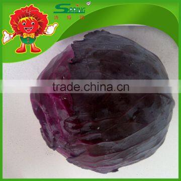 purple cabbage factory price for red cabbage