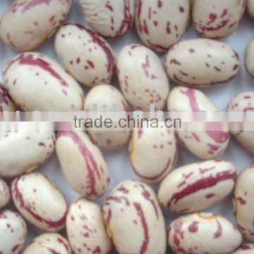 Speckled Kidney Beans With Round Shape