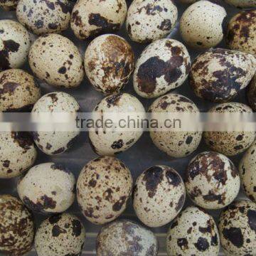 Quail Eggs 12pcs in package