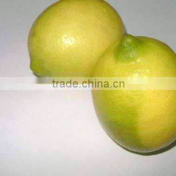 Fresh Egyptian Lemon, New Season