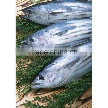 Fresh frozen skipjack tuna for sale