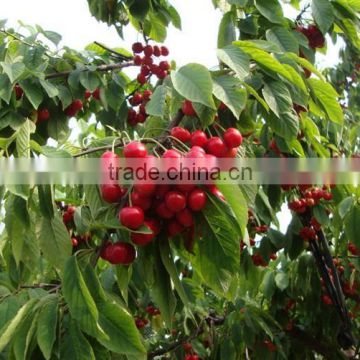 Red cherry fruit tree seeds for Growing