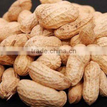 EXPORT QUALITY JAVA GROUNDNUT KERNEL 50/60